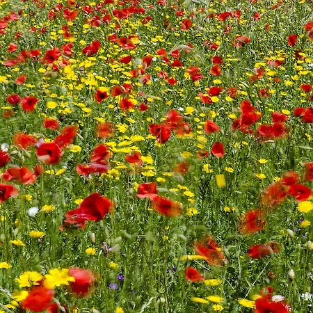 לינה וארוחת בוקר Masseria Mazzalorsa