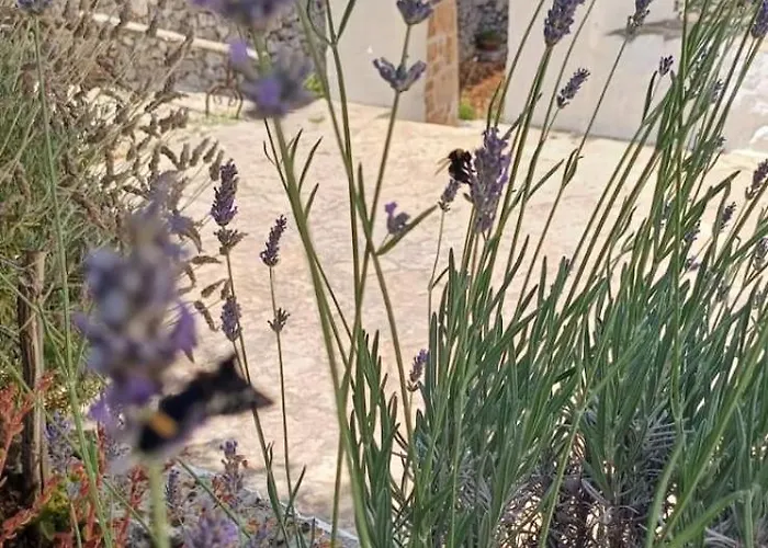 Masseria Mazzalorsa Bed and breakfast 4*